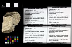 Foto (Objekt + Etikett) von Cracensigillatus gracilirostrus (Robins et al., 2013)  (NHMW-GEO-1990-0041-2477d)